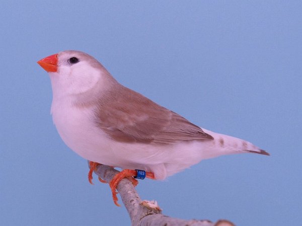 Witborst bruin pop P1242786